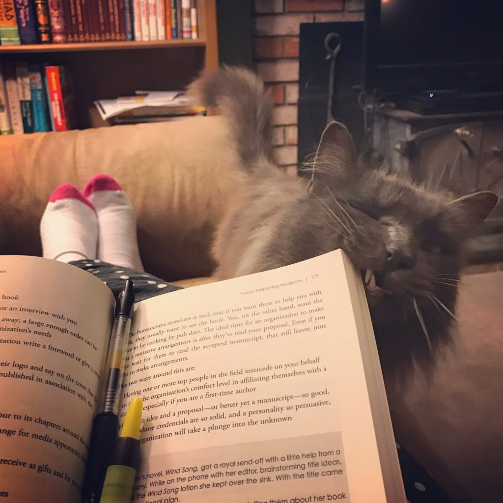bookish cats, cats, books and cats